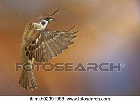 "Eurasian Tree Sparrow (Passer montanus), in flight, Bad Hersfeld, Hesse, Germany, Europe" View Large Photo Image Stock Photo - "Eurasian Tree Sparrow (Passer montanus), in flight, Bad Hersfeld, Hesse, Germany, Europe". Fotosearch