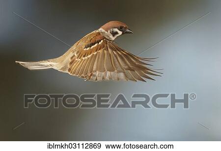 "Eurasian Tree Sparrow (Passer montanus) in flight, Asbach, Bad Hersfeld, Hesse, Germany, Europe" View Large Photo Image Stock Photo - "Eurasian Tree Sparrow (Passer montanus) in flight, Asbach, Bad Hersfeld, Hesse, Germany, Europe". Fotosearch