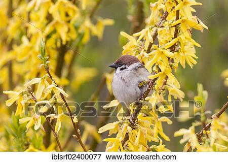 "Eurasian Tree Sparrow (Passer montanus) on a forsythia bush, Fuldabrueck, Hesse, Germany, Europe" View Large Photo Image Stock Photo - "Eurasian Tree Sparrow (Passer montanus) on a forsythia bush, Fuldabrueck, Hesse, Germany, Europe". Fotosearch