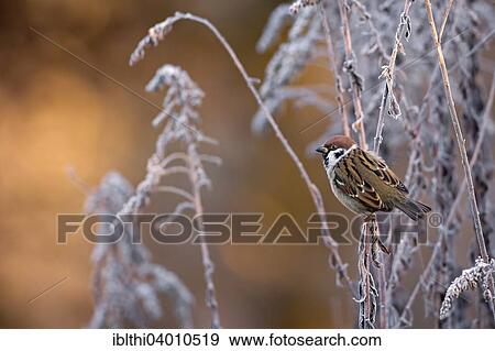 "Eurasian Tree Sparrow (Passer montanus), male, frost, Middle Elbe Biosphere Reserve, Saxony-Anhalt, Germany, Europe" View Large Photo Image Stock Photo - "Eurasian Tree Sparrow (Passer montanus), male, frost, Middle Elbe Biosphere Reserve, Saxony-Anhalt, Germany, Europe". Fotosearch