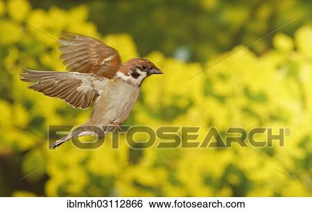 "Eurasian Tree Sparrow (Passer montanus) in flight, Asbach, Bad Hersfeld, Hesse, Germany, Europe" View Large Photo Image Stock Photograph - "Eurasian Tree Sparrow (Passer montanus) in flight, Asbach, Bad Hersfeld, Hesse, Germany, Europe". Fotosearch