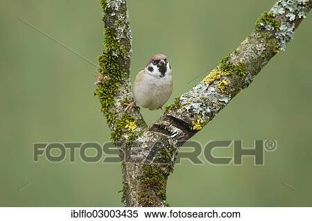 "Eurasian Tree Sparrow (Passer montanus), Offheim, Limburg an der Lahn, Hesse, Germany, Europe" View Large Photo Image Stock Photography - "Eurasian Tree Sparrow (Passer montanus), Offheim, Limburg an der Lahn, Hesse, Germany, Europe". Fotosearch