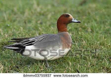 Stock Photo - "Eurasian Wigeon (Anas penelope), drake, Strohauser Plate river island, Lower Saxony, Germany, Europe". Fotosearch