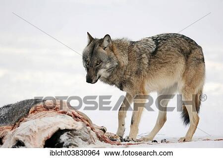 "Eurasian Wolf (Canis lupus lupus), with carcass in winter, captive, North Rhine-Westphalia, Germany, Europe" View Large Photo Image Picture - "Eurasian Wolf (Canis lupus lupus), with carcass in winter, captive, North Rhine-Westphalia, Germany, Europe". Fotosearch