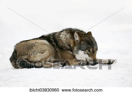 "Eurasian Wolf (Canis lupus lupus), lying in the snow, captive, North Rhine-Westphalia, Germany, Europe" View Large Photo Image Stock Image - "Eurasian Wolf (Canis lupus lupus), lying in the snow, captive, North Rhine-Westphalia, Germany, Europe". Fotosearch