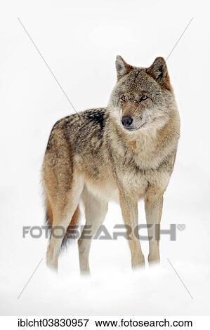 Stock Photo - "Eurasian Wolf (Canis lupus lupus), standing in the snow, captive, North Rhine-Westphalia, Germany, Europe". Fotosearch