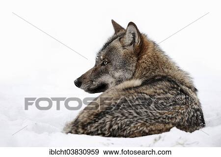 Stock Photo - "Eurasian Wolf (Canis lupus lupus), lying in the snow, captive, North Rhine-Westphalia, Germany, Europe". Fotosearch