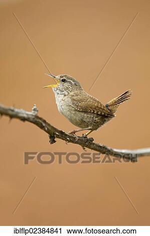 "Eurasian Wren (Troglodytes troglodytes), adult male, singing, perched on bramble, Suffolk, England, United Kingdom, Europe" View Large Photo Image Stock Image - "Eurasian Wren (Troglodytes troglodytes), adult male, singing, perched on bramble, Suffolk, England, United Kingdom, Europe". Fotosearch
