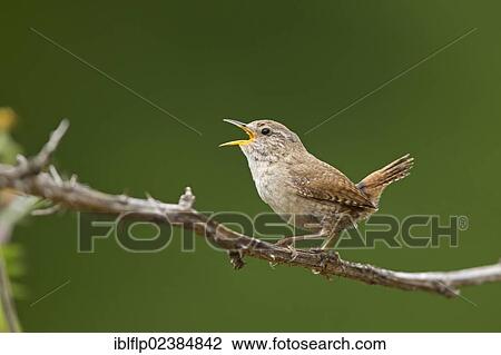 "Eurasian Wren (Troglodytes troglodytes) adult male, singing, perched on bramble, Suffolk, England, United Kingdom, Europe" View Large Photo Image Stock Image - "Eurasian Wren (Troglodytes troglodytes) adult male, singing, perched on bramble, Suffolk, England, United Kingdom, Europe". Fotosearch