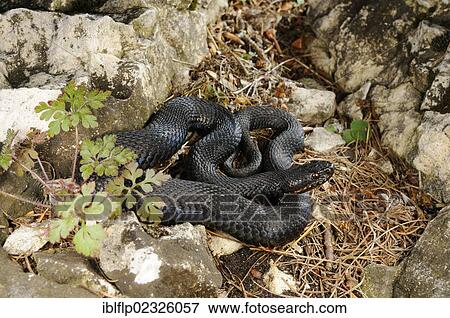 Stock Photo - "European Adder (Vipera berus), melanic adult, coiled amongst rocks, Italian Alps, Italy, Europe". Fotosearch