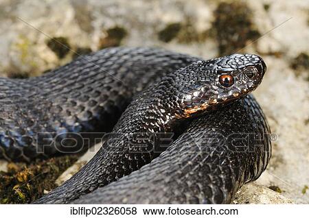 "European Adder (Vipera berus), melanic adult, close-up of head, coiled on rock, Italian Alps, Italy, Europe" View Large Photo Image Stock Photo - "European Adder (Vipera berus), melanic adult, close-up of head, coiled on rock, Italian Alps, Italy, Europe". Fotosearch