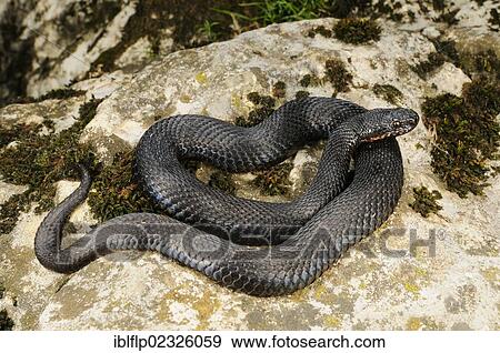 "European Adder (Vipera berus), melanic adult, coiled on rock, Italian Alps, Italy, Europe" View Large Photo Image Stock Photo - "European Adder (Vipera berus), melanic adult, coiled on rock, Italian Alps, Italy, Europe". Fotosearch