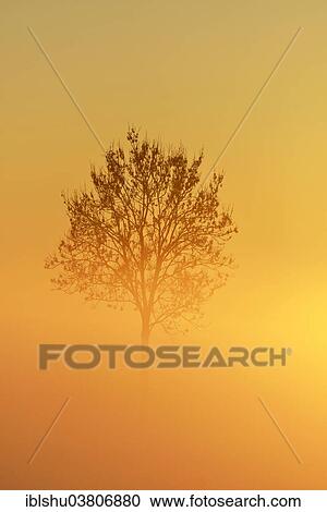 "European Ash (Fraxinus excelsior), in the fog, in the light of the setting sun, Canton Aargau, Switzerland, Europe" View Large Photo Image Stock Image - "European Ash (Fraxinus excelsior), in the fog, in the light of the setting sun, Canton Aargau, Switzerland, Europe". Fotosearch