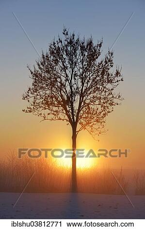 Stock Image - "European Ash (Fraxinus excelsior), in the fog, in the light of the setting sun, Canton Aargau, Switzerland, Europe". Fotosearch