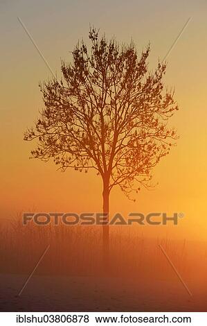 "European Ash (Fraxinus excelsior), in the fog, in the light of the setting sun, Canton Aargau, Switzerland, Europe" View Large Photo Image Stock Photo - "European Ash (Fraxinus excelsior), in the fog, in the light of the setting sun, Canton Aargau, Switzerland, Europe". Fotosearch