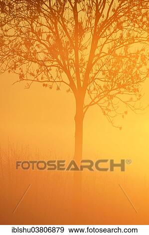 Stock Photo - "European Ash (Fraxinus excelsior), in the fog, in the light of the setting sun, Canton Aargau, Switzerland, Europe". Fotosearch