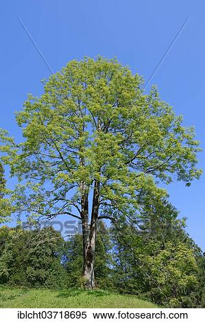 Stock Photography - "European Ash or Common Ash (Fraxinus excelsior) in spring, Bavaria, Germany, Europe". Fotosearch