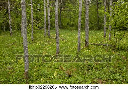 "European Aspen (Populus tremula), trunks, growing in wooded meadow habitat, Tagamoisa Nature Reserve, Saaremaa Island, Estonia, Europe" View Large Photo Image Stock Photography - "European Aspen (Populus tremula), trunks, growing in wooded meadow habitat, Tagamoisa Nature Reserve, Saaremaa Island, Estonia, Europe". Fotosearch
