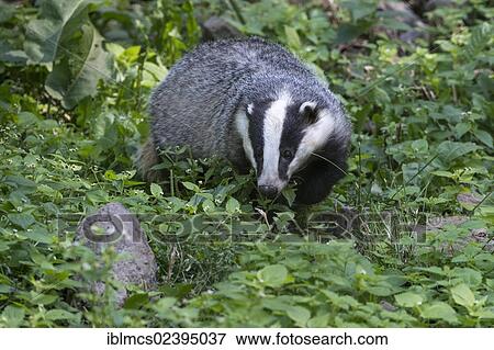 Stock Photo - "European badger (Meles meles), Knuell wildlife park, Homberg, North Hesse, Hesse, Germany, Europe". Fotosearch