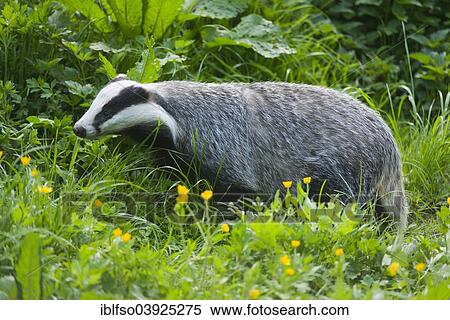 "European Badger (Meles meles), captive, Lower Saxony, Germany, Europe" View Large Photo Image Stock Photography - "European Badger (Meles meles), captive, Lower Saxony, Germany, Europe". Fotosearch