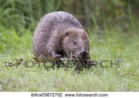 Stock Image - "European Beaver (Castor fiber) feeding on a branch, Tyrol, Austria, Europe". Fotosearch
