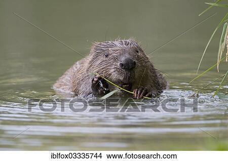 "European Beaver (Castor fiber) gnawing on a willow branch, Tyrolean Unterland, Tyrol, Austria, Europe" View Large Photo Image Picture - "European Beaver (Castor fiber) gnawing on a willow branch, Tyrolean Unterland, Tyrol, Austria, Europe". Fotosearch