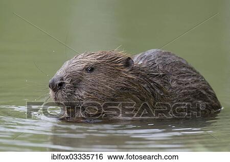 "European Beaver (Castor fiber) in water, Tyrolean Unterland, Tyrol, Austria, Europe" View Large Photo Image Stock Photograph - "European Beaver (Castor fiber) in water, Tyrolean Unterland, Tyrol, Austria, Europe". Fotosearch