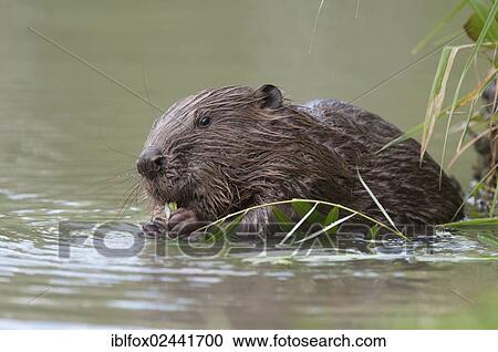 "European Beaver (Castor fiber) in the water, feeding on a willow branch, Tyrol, Austria, Europe" View Large Photo Image Stock Image - "European Beaver (Castor fiber) in the water, feeding on a willow branch, Tyrol, Austria, Europe". Fotosearch