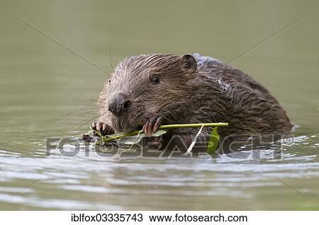 "European Beaver (Castor fiber) in the water chewing on a willow branch, Tyrolean Unterland, Tyrol, Austria, Europe" View Large Photo Image Stock Image - "European Beaver (Castor fiber) in the water chewing on a willow branch, Tyrolean Unterland, Tyrol, Austria, Europe". Fotosearch