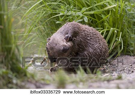 "European Beaver (Castor fiber) grooming its fur, Tyrolean Unterland, Tyrol, Austria, Europe" View Large Photo Image Stock Photo - "European Beaver (Castor fiber) grooming its fur, Tyrolean Unterland, Tyrol, Austria, Europe". Fotosearch