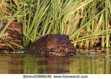 "European Beaver (Castor fiber), feeding in the water, Peenetal Nature Reserve, Mecklenburg-Western Pomerania, Germany, Europe" View Large Photo Image Stock Photo - "European Beaver (Castor fiber), feeding in the water, Peenetal Nature Reserve, Mecklenburg-Western Pomerania, Germany, Europe". Fotosearch