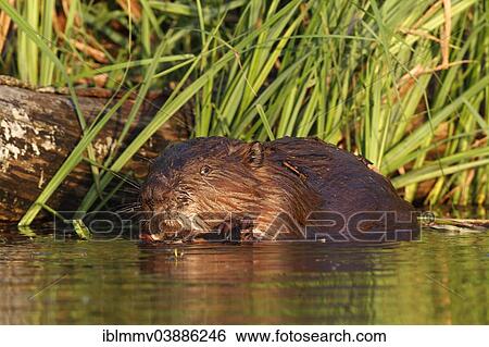 "European Beaver (Castor fiber), feeding in the water, Peenetal Nature Reserve, Mecklenburg-Western Pomerania, Germany, Europe" View Large Photo Image Stock Photograph - "European Beaver (Castor fiber), feeding in the water, Peenetal Nature Reserve, Mecklenburg-Western Pomerania, Germany, Europe". Fotosearch