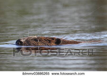 "European Beaver (Castor fiber), swimming, Peenetal Nature Reserve, Mecklenburg-Western Pomerania, Germany, Europe" View Large Photo Image Stock Photography - "European Beaver (Castor fiber), swimming, Peenetal Nature Reserve, Mecklenburg-Western Pomerania, Germany, Europe". Fotosearch