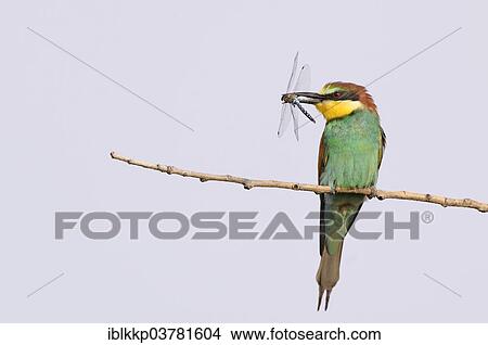 "European Bee-eater (Merops apiaster) with dragonfly prey, Saxony-Anhalt, Germany, Europe" View Large Photo Image Picture - "European Bee-eater (Merops apiaster) with dragonfly prey, Saxony-Anhalt, Germany, Europe". Fotosearch