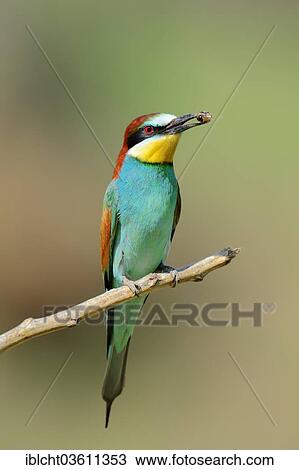 "European Bee-eater (Merops apiaster) with bee in its beak, Central Macedonia, Greece, Europe" View Large Photo Image Stock Image - "European Bee-eater (Merops apiaster) with bee in its beak, Central Macedonia, Greece, Europe". Fotosearch