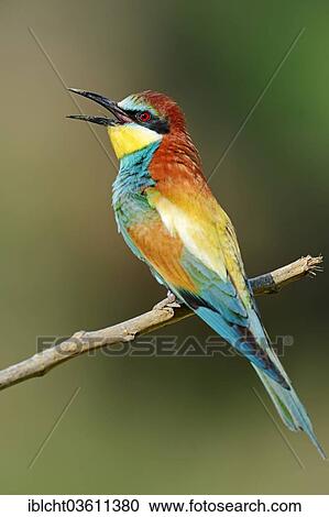 Stock Image - "European Bee-eater (Merops apiaster), Central Macedonia, Greece, Europe". Fotosearch