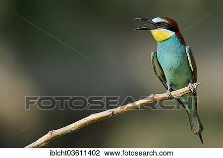 "European Bee-eater (Merops apiaster), Central Macedonia, Greece, Europe" View Large Photo Image Stock Image - "European Bee-eater (Merops apiaster), Central Macedonia, Greece, Europe". Fotosearch