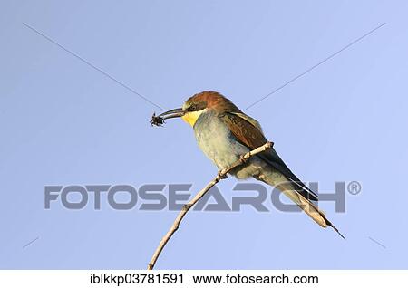 "European Bee-eater (Merops apiaster) with prey, Saxony-Anhalt, Germany, Europe" View Large Photo Image Stock Image - "European Bee-eater (Merops apiaster) with prey, Saxony-Anhalt, Germany, Europe". Fotosearch