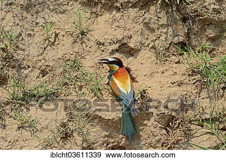 Stock Photo - "European Bee-eater (Merops apiaster) sitting at the breeding wall, Central Macedonia, Greece, Europe". Fotosearch