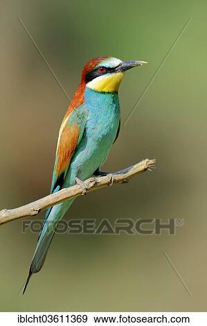 "European Bee-eater (Merops apiaster), Central Macedonia, Greece, Europe" View Large Photo Image Stock Photo - "European Bee-eater (Merops apiaster), Central Macedonia, Greece, Europe". Fotosearch