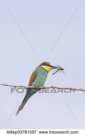 "European Bee-eater (Merops apiaster) with dragonfly prey, Saxony-Anhalt, Germany, Europe" View Large Photo Image Stock Photo - "European Bee-eater (Merops apiaster) with dragonfly prey, Saxony-Anhalt, Germany, Europe". Fotosearch