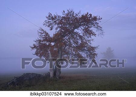 "European Beech (Fagus sylvatica) in the morning fog in autumn, Stiege, Oberharz am Brocken, Saxony-Anhalt, Germany, Europe" View Large Photo Image Picture - "European Beech (Fagus sylvatica) in the morning fog in autumn, Stiege, Oberharz am Brocken, Saxony-Anhalt, Germany, Europe". Fotosearch
