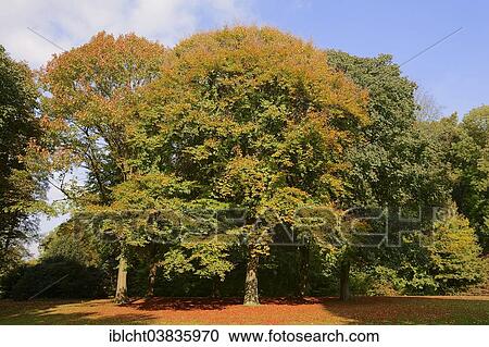 "European beech (Fagus sylvatica) in autumn, North Rhine-Westphalia, Germany, Europe" View Large Photo Image Stock Image - "European beech (Fagus sylvatica) in autumn, North Rhine-Westphalia, Germany, Europe". Fotosearch