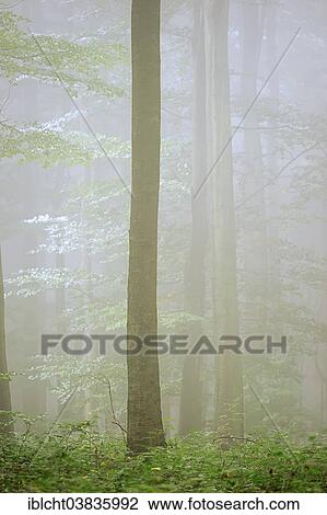 "European Beech (Fagus sylvatica) in fog, North Rhine-Westphalia, Germany, Europe" View Large Photo Image Stock Image - "European Beech (Fagus sylvatica) in fog, North Rhine-Westphalia, Germany, Europe". Fotosearch