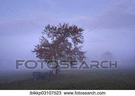 "European Beech (Fagus sylvatica) in the morning fog in autumn, Stiege, Oberharz am Brocken, Saxony-Anhalt, Germany, Europe" View Large Photo Image Stock Image - "European Beech (Fagus sylvatica) in the morning fog in autumn, Stiege, Oberharz am Brocken, Saxony-Anhalt, Germany, Europe". Fotosearch