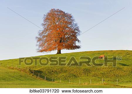 "European Beech (Fagus sylvatica) in autumn, Rieden am Forggensee, Ostallgaeu, Allgaeu, Swabia, Bavaria, Germany, Europe" View Large Photo Image Stock Image - "European Beech (Fagus sylvatica) in autumn, Rieden am Forggensee, Ostallgaeu, Allgaeu, Swabia, Bavaria, Germany, Europe". Fotosearch