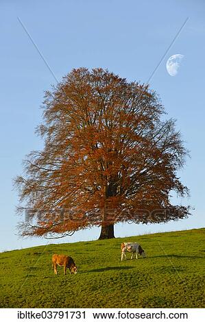 "European Beech (Fagus sylvatica) in autumn, grazing cattle, Rieden am Forggensee, Ostallgaeu, Allgaeu, Swabia, Bavaria, Germany, Europe" View Large Photo Image Stock Image - "European Beech (Fagus sylvatica) in autumn, grazing cattle, Rieden am Forggensee, Ostallgaeu, Allgaeu, Swabia, Bavaria, Germany, Europe". Fotosearch