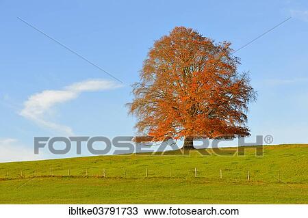 "European Beech (Fagus sylvatica) in autumn, Rieden am Forggensee, Ostallgaeu, Allgaeu, Swabia, Bavaria, Germany, Europe" View Large Photo Image Stock Image - "European Beech (Fagus sylvatica) in autumn, Rieden am Forggensee, Ostallgaeu, Allgaeu, Swabia, Bavaria, Germany, Europe". Fotosearch