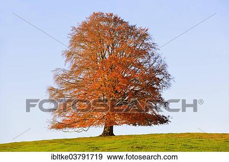 "European Beech (Fagus sylvatica) in autumn, Rieden am Forggensee, Ostallgaeu, Allgaeu, Swabia, Bavaria, Germany, Europe" View Large Photo Image Stock Photo - "European Beech (Fagus sylvatica) in autumn, Rieden am Forggensee, Ostallgaeu, Allgaeu, Swabia, Bavaria, Germany, Europe". Fotosearch
