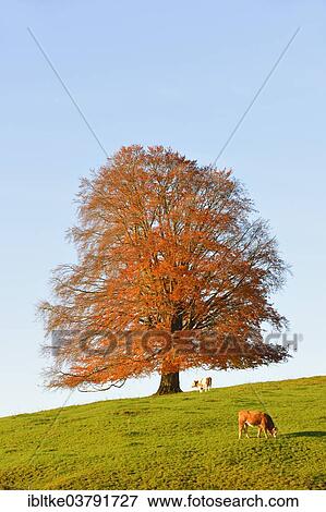 Stock Photo - "European Beech (Fagus sylvatica) in autumn, grazing cattle, Rieden am Forggensee, Ostallgaeu, Allgaeu, Swabia, Bavaria, Germany, Europe". Fotosearch